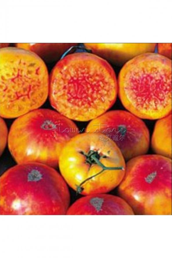 Tohum Dünyam 10 Adet Mozaik Domates Tohumu ürün görseli 1