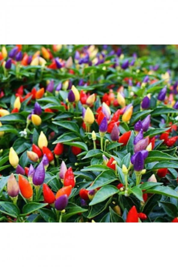 Tohum Dünyam Rengarenk Yediveren Süs Biberi Tohumu ürün görseli 1