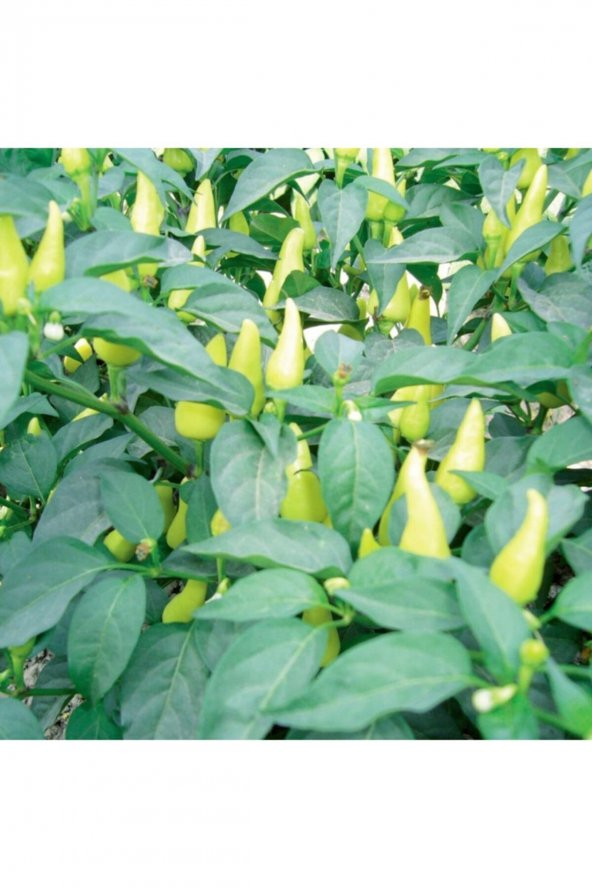 Tohum Dünyam Turşuluk Lezzetli Cin Biberi Tohumu 25 Adet - 2