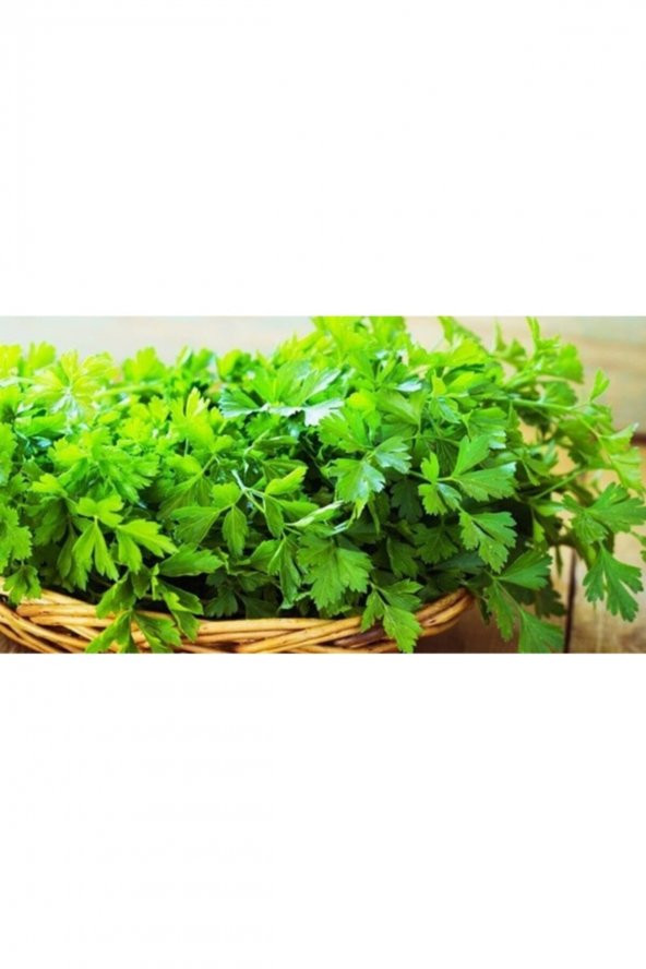 Tohum Dünyam Maydanoz Tohumu 250 Adet - Resim 2