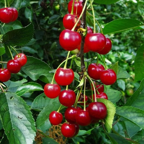 Tohum Dünyam 5 Adet Organik Montmorency Cherry (Kiraz) Ağacı Tohumu ürün görseli 1
