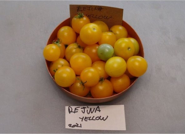 Tohum Dünyam 20 Adet Rejina Yellow Micro Dwarf Domates Tohumu - Resim 2