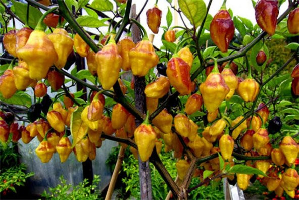 Tohum Dünyam 10 Adet Rare Bolivian Bumpy Biber Tohumu