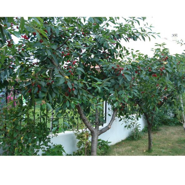 Tohum Dünyam 5 Adet Organik Montmorency Cherry (Kiraz) Ağacı Tohumu - Resim 3