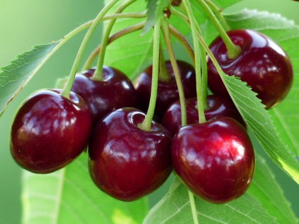 Tohum Dünyam 10 Adet Black Cherry (Kiraz) Tree Tohumu - 1