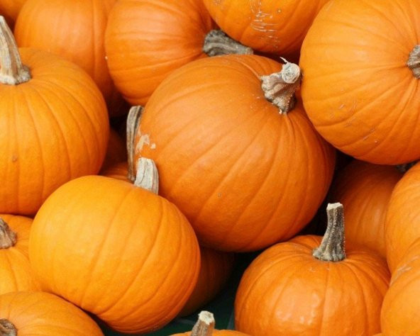 Tohum Dünyam 5 Adet Giant Pumpkin - Bambino Bal Kabağı Tohumu - 3