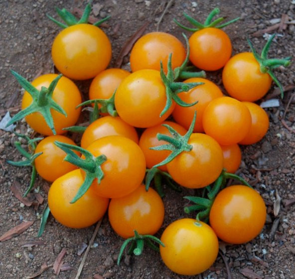 Tohum Dünyam 20 Adet Golden Cherry Domates Tohumu