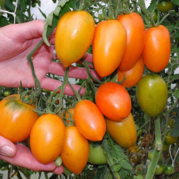 Tohum Dünyam 20 Adet Orange Banana Domates Tohumu