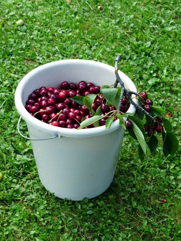 Tohum Dünyam 10 Adet Black Cherry (Kiraz) Tree Tohumu - 4