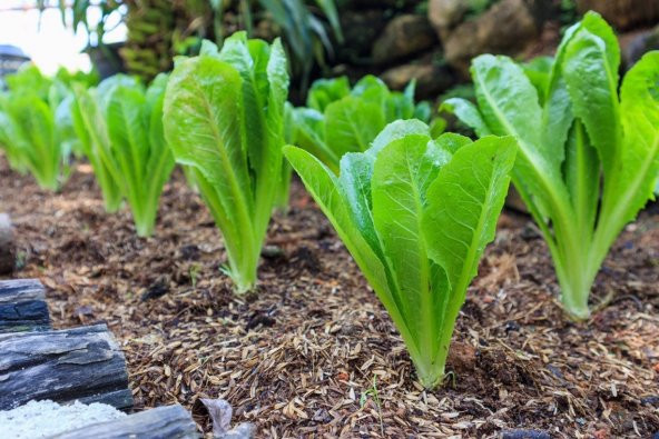 Tohum Dünyam 100 Adet Parris Island Romaine Marul Tohumu - 2