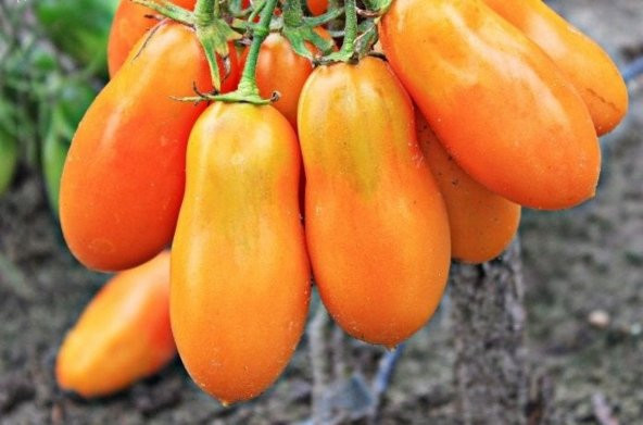 Tohum Dünyam 20 Adet Orange Banana Domates Tohumu - 2