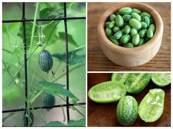 Tohum Dünyam 10 Adet Cucamelon Vine Tohumu
