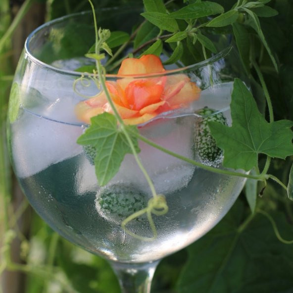 Tohum Dünyam 10 Adet Cucamelon Vine Tohumu - 2