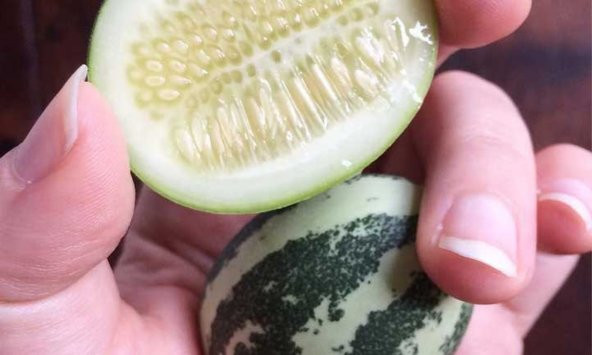 Tohum Dünyam 10 Adet Cucamelon Vine Tohumu - 3