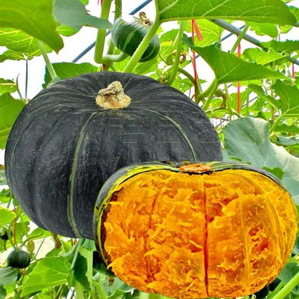 Tohum Dünyam 5 Adet Sweet Japanese Bal Kabağı Tohumu ürün görseli