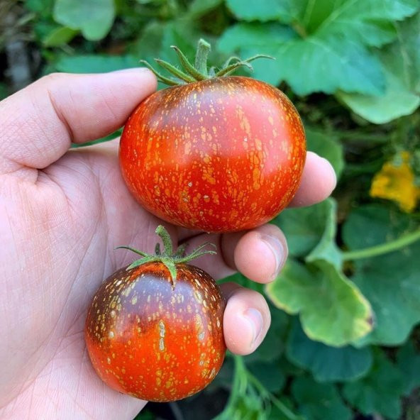 Tohum Dünyam 20 Adet Cosmos Domates Tohumu