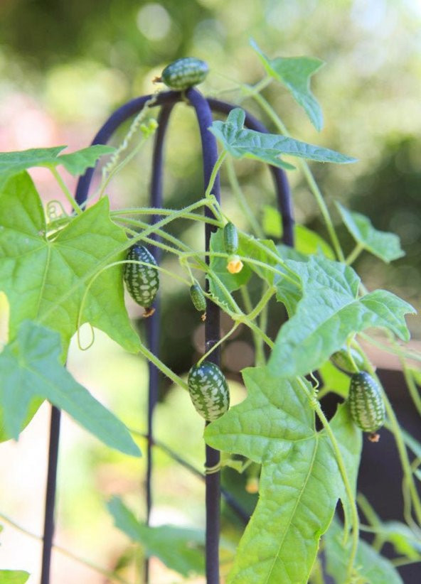 Tohum Dünyam 10 Adet Cucamelon Vine Tohumu - 5