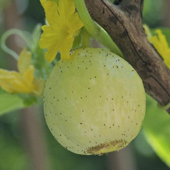 Tohum Dünyam 20 Adet Organic Crystal Apple Cucumber Tohumu - 2
