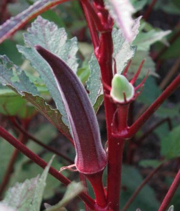 Tohum Dünyam 20 Adet Red Burgundy Bamya Tohumu