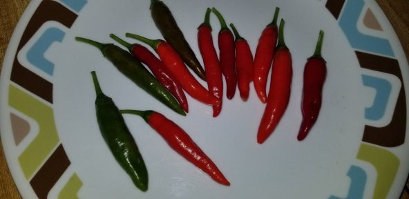 Tohum Dünyam 20 Adet Chile De Espelette Biber Tohumu - 2