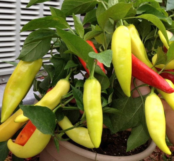 Tohum Dünyam 20 Adet Sweet Banana Biber Tohumu