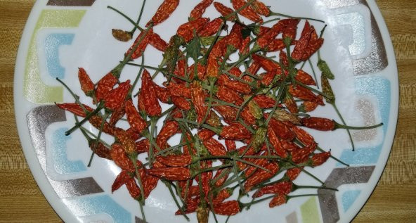 Tohum Dünyam 20 Adet Chile De Espelette Biber Tohumu - 3