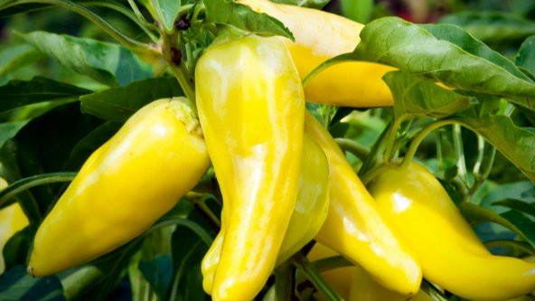 Tohum Dünyam 20 Adet Sweet Banana Biber Tohumu - 3
