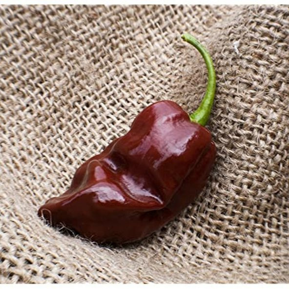 Tohum Dünyam 20 Adet Choclate Habanero Biber Tohumu