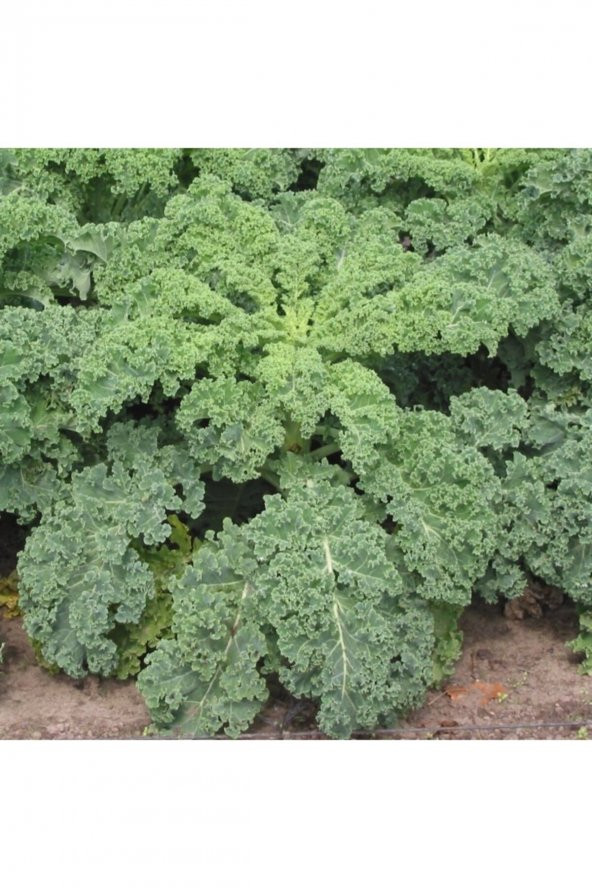Tohum Dünyam Kıvırcık Lahana (curly Kale) Tohumu - 1