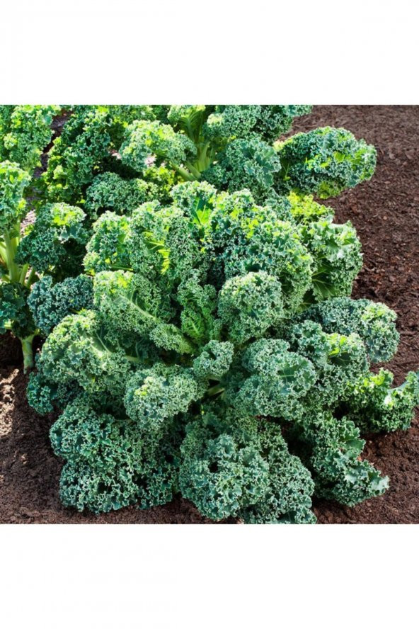Tohum Dünyam Kıvırcık Lahana (curly Kale) Tohumu - 2