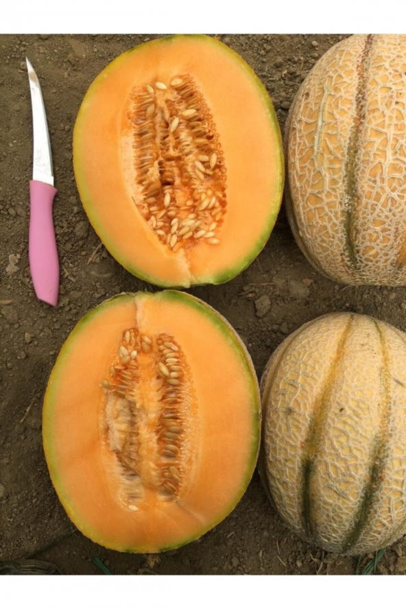 Tohum Dünyam Organik Altın Kalpler (cantaloupe) Kavunu Tohumu (10 Tohum) - 2