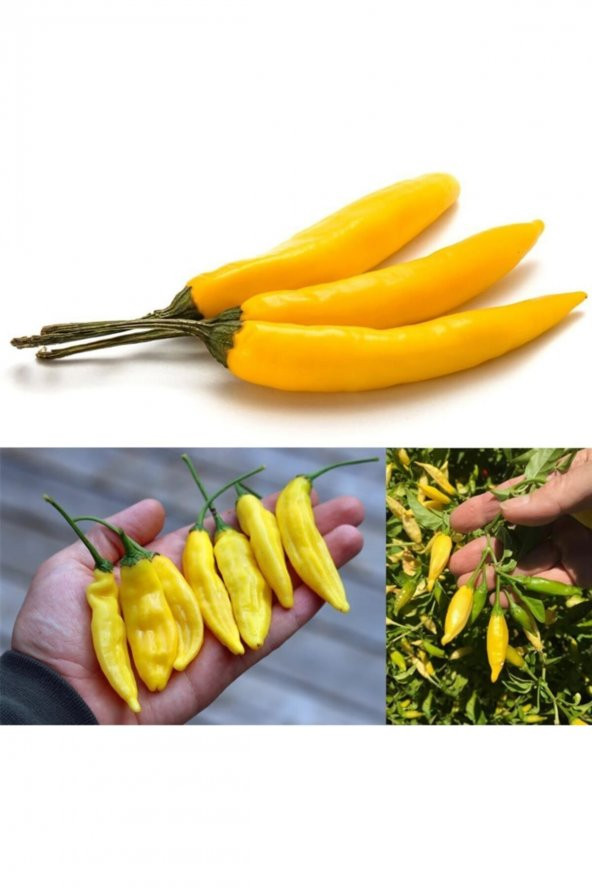 Tohum Dünyam Limon Damlası Acı Biber Tohumu (10 Tohum) - Resim 3
