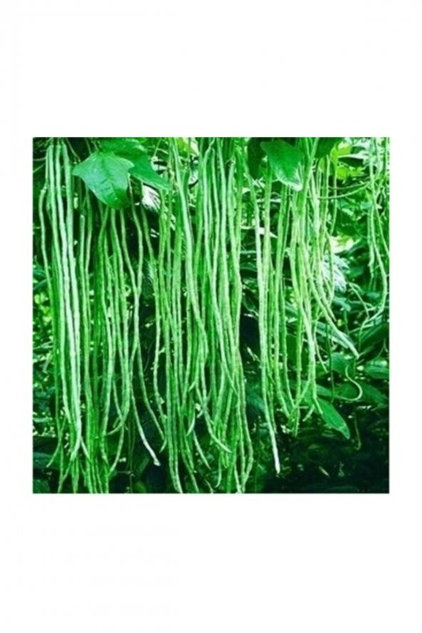 Tohum Dünyam İthal Uzun Çin Fasülyesi Tohumu 3 Fasulye Tohumu - 3