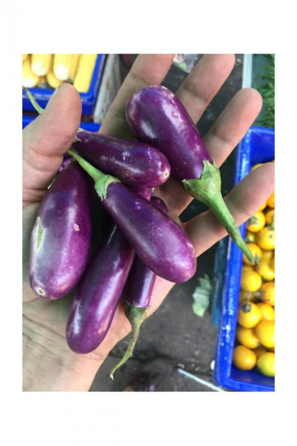 Tohum Dünyam Nadir Thailand Mini Kemer Patlıcan Tohumu 5 Adet Tohum - 3