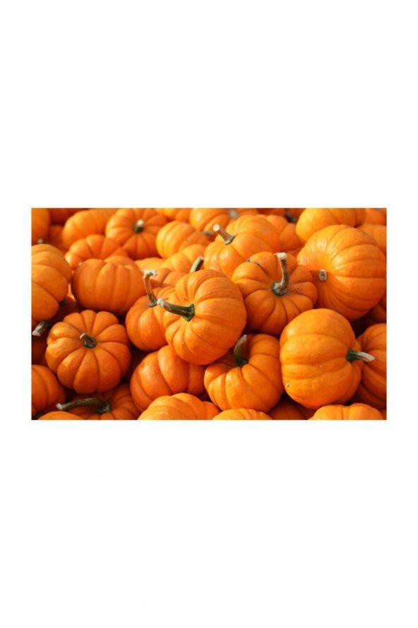 Tohum Dünyam Iri Bal Kabağı Tohumu 10 Adet Kabak Tohumu - 2