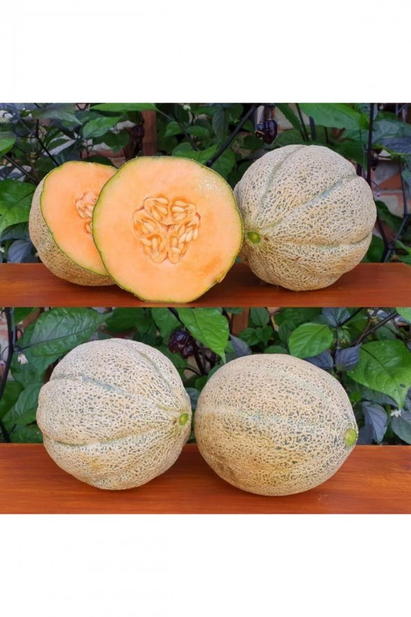 Tohum Dünyam Organik Altın Kalpler (cantaloupe) Kavunu Tohumu (10 Tohum) - 4