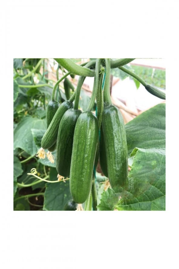 Tohum Dünyam Eko Paket 100 Adet Tohum İthal Erkenci Sırık Salatalık Tohumu - 4