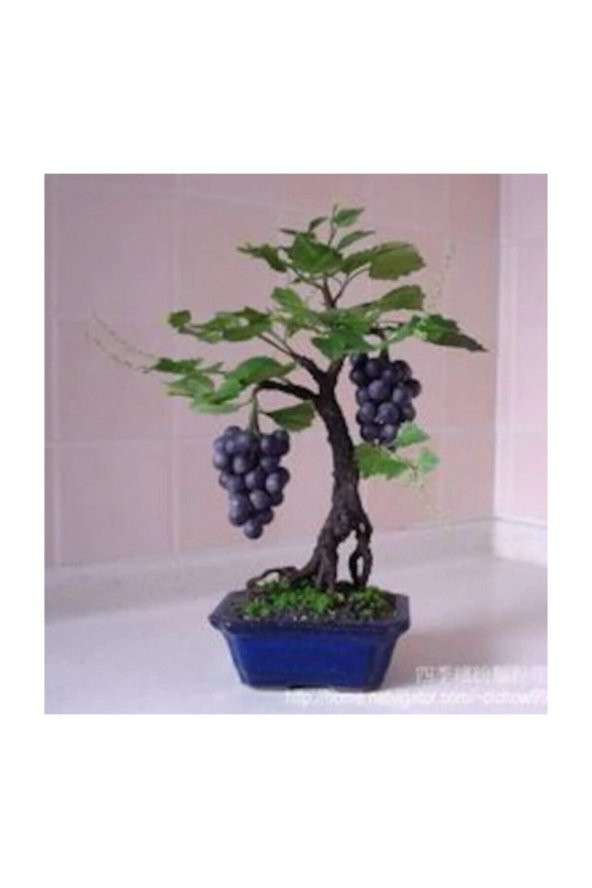 Tohum Dünyam Bodur Siyah Üzüm Bonzai Ağacı Tohumu 10 Adet Bonsai Ağacı Tohumu - 3