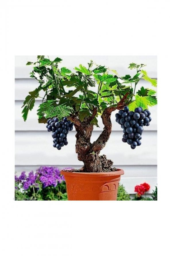 Tohum Dünyam Bodur Siyah Üzüm Bonzai Ağacı Tohumu 10 Adet Bonsai Ağacı Tohumu ürün görseli 1
