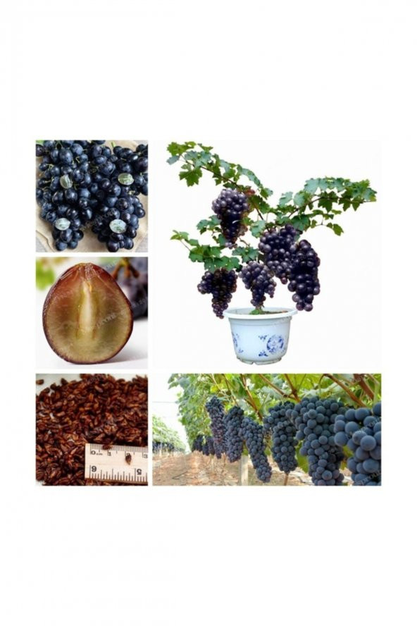 Tohum Dünyam Bodur Siyah Üzüm Bonzai Ağacı Tohumu 10 Adet Bonsai Ağacı Tohumu - Resim 2