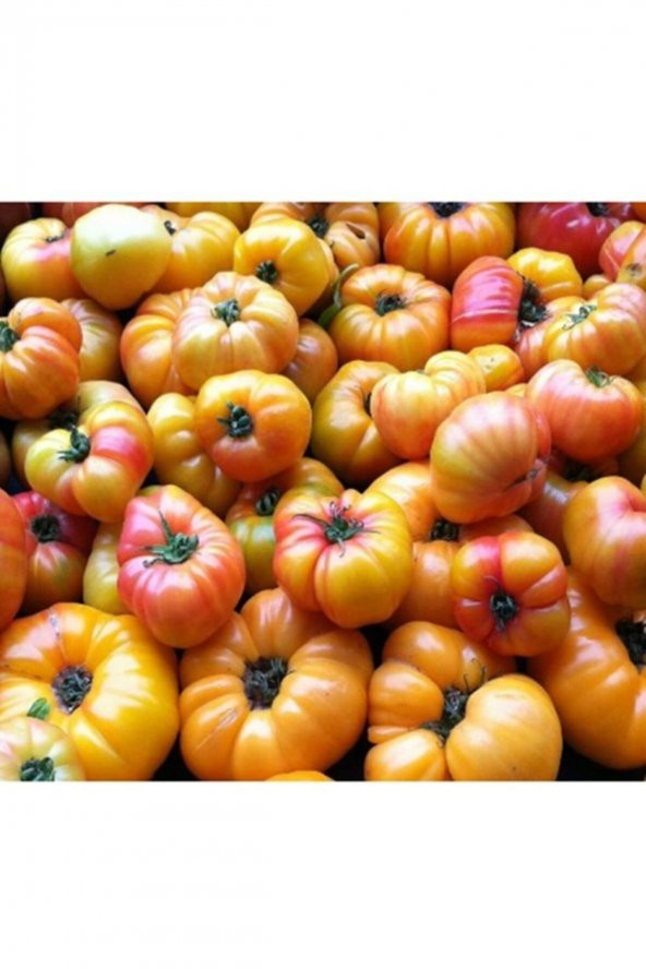 Tohum Dünyam 20 Adet Sarı Biftek Domates Tohumu ürün görseli 1