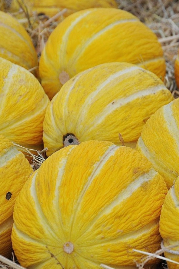 Tohum Dünyam On Dilim Çorum Kavunu Tohumu / 20+ Adet Tohum - 2