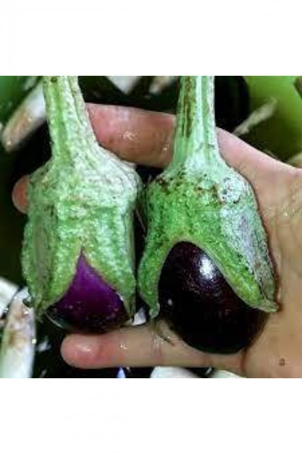 Tohum Dünyam Adana Dolmalık Patlıcan Tohumu 40 Adet - 2