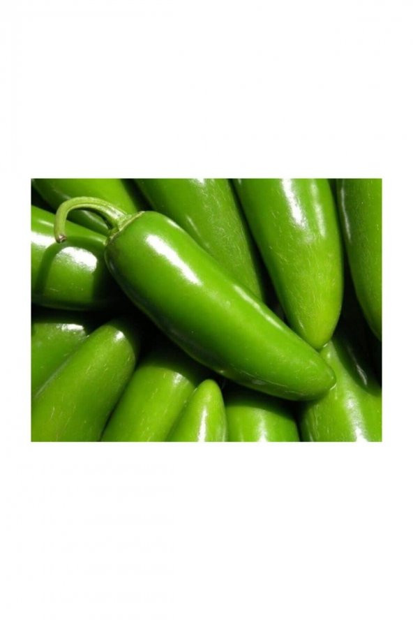 Tohum Dünyam İthal Jalapeno Kırmızı Acı Meksika Biberi Tohumu 40 Adet Tohum - 3