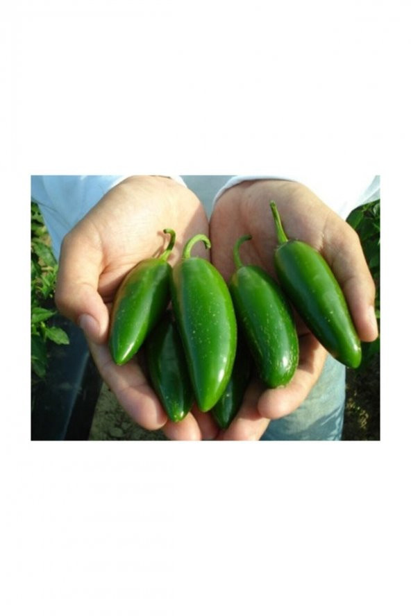Tohum Dünyam İthal Jalapeno Kırmızı Acı Meksika Biberi Tohumu 40 Adet Tohum - 4