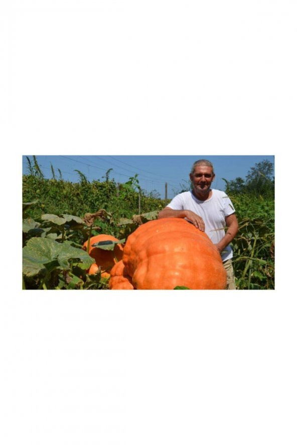 Tohum Dünyam Ithal Dev Kabak Tohumu 4 Adet Tohum Atlantik Giant Bal Kabağı - 4