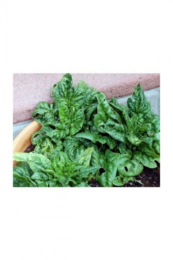 Tohum Dünyam Kışlık Ispanak 300+ Tohum - Resim 2