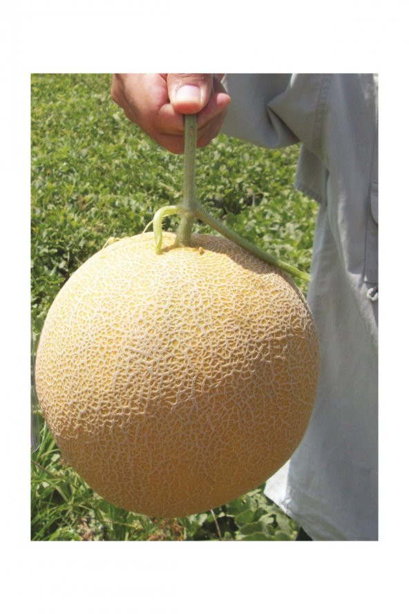 Tohum Dünyam Ananas Kavun Tohumu 30 Adet Tohum Bal Kavun - 2