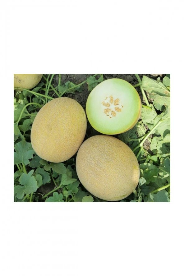 Tohum Dünyam Ananas Kavun Tohumu 30 Adet Tohum Bal Kavun - 3