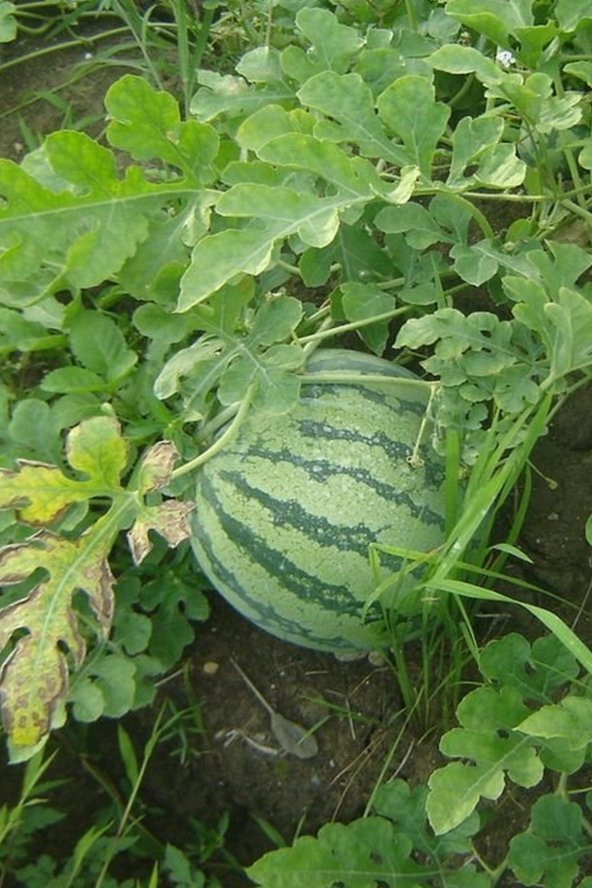 Tohum Dünyam Sarı Karpuz Tohumu 60 adet - 4